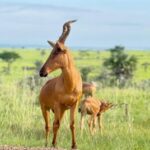 Antelope-268x300.jpg Antelope-268x300.jpg