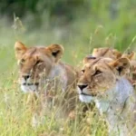 Lionesses-