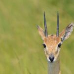 Oribi