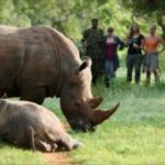 Rhino-at-Ziwa-Uganda-300x200-1-1.jpeg Rhino-at-Ziwa-Uganda-300x200-1-1.jpeg