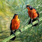 birdwatching_11zon