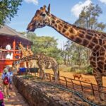 giraffe-centre-nairobi (1)